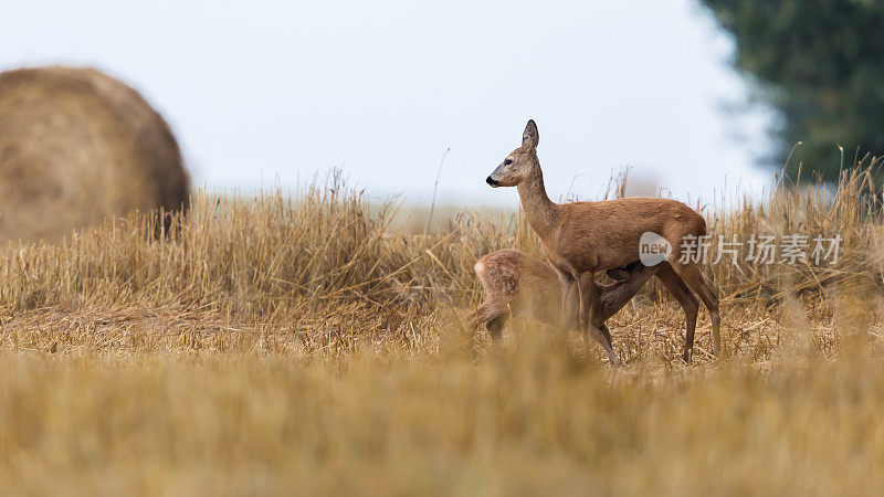 鹿(学名:Capreolus Capreolus)